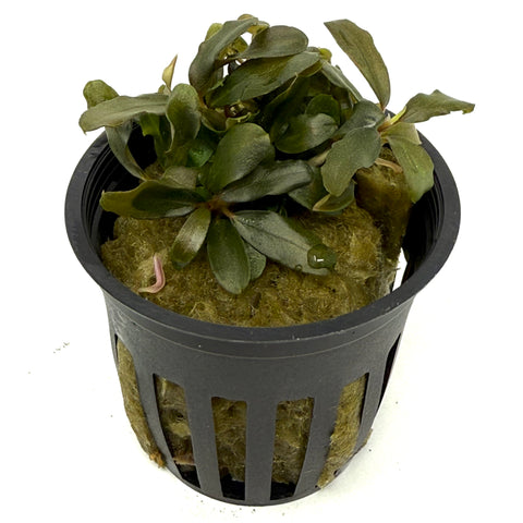 Bucephalandra brwonie blue (potted)