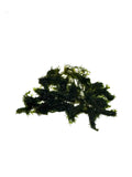 Fissidens fontanus moss (loose clump)