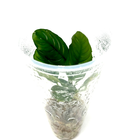 LC056 ADA tissue culture-Anubias barteri var. 'Coffeefolia' (cup size: tall)