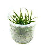 Cryptocoryne_caudigera_3