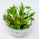  Cryptocoryne spiralis CK