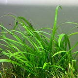 Cryptocoryne_spiralis_Caudigera_4