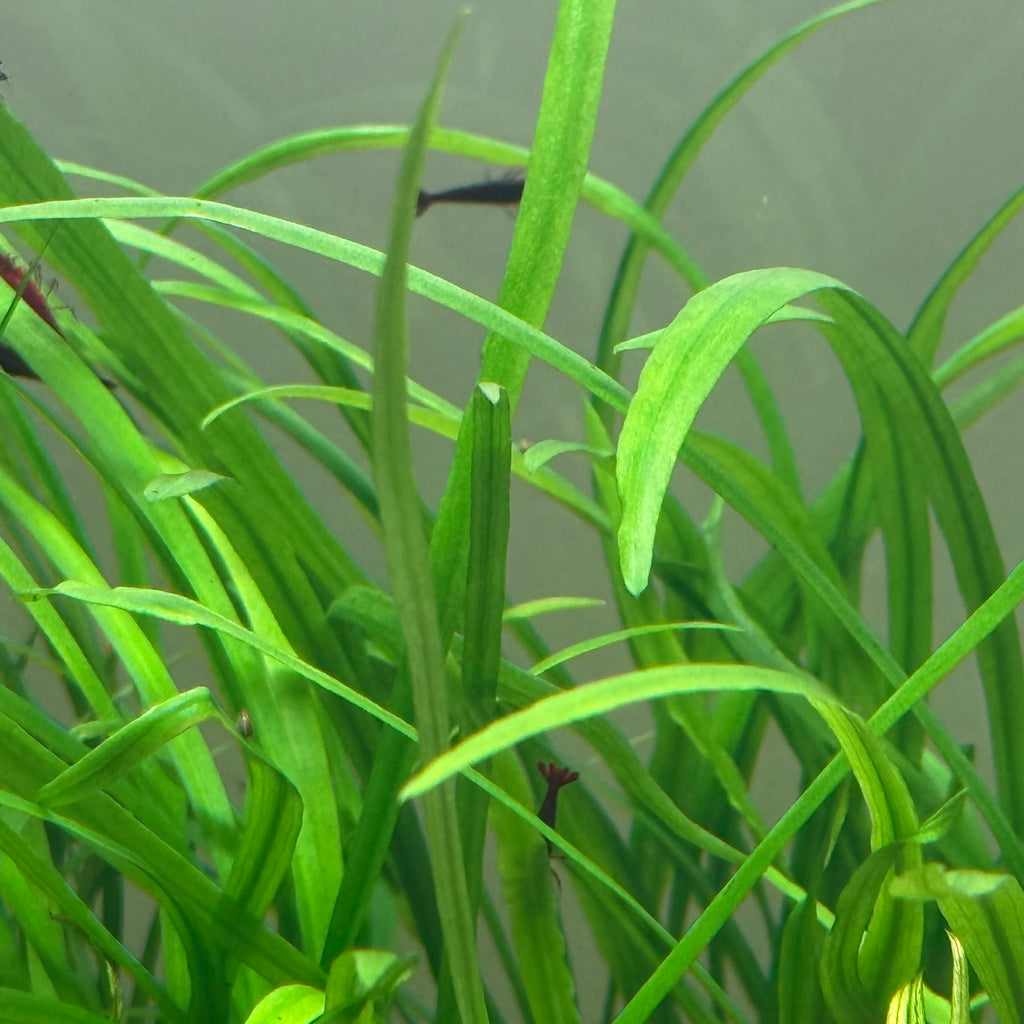 Cryptocoryne_spiralis_Caudigera_5