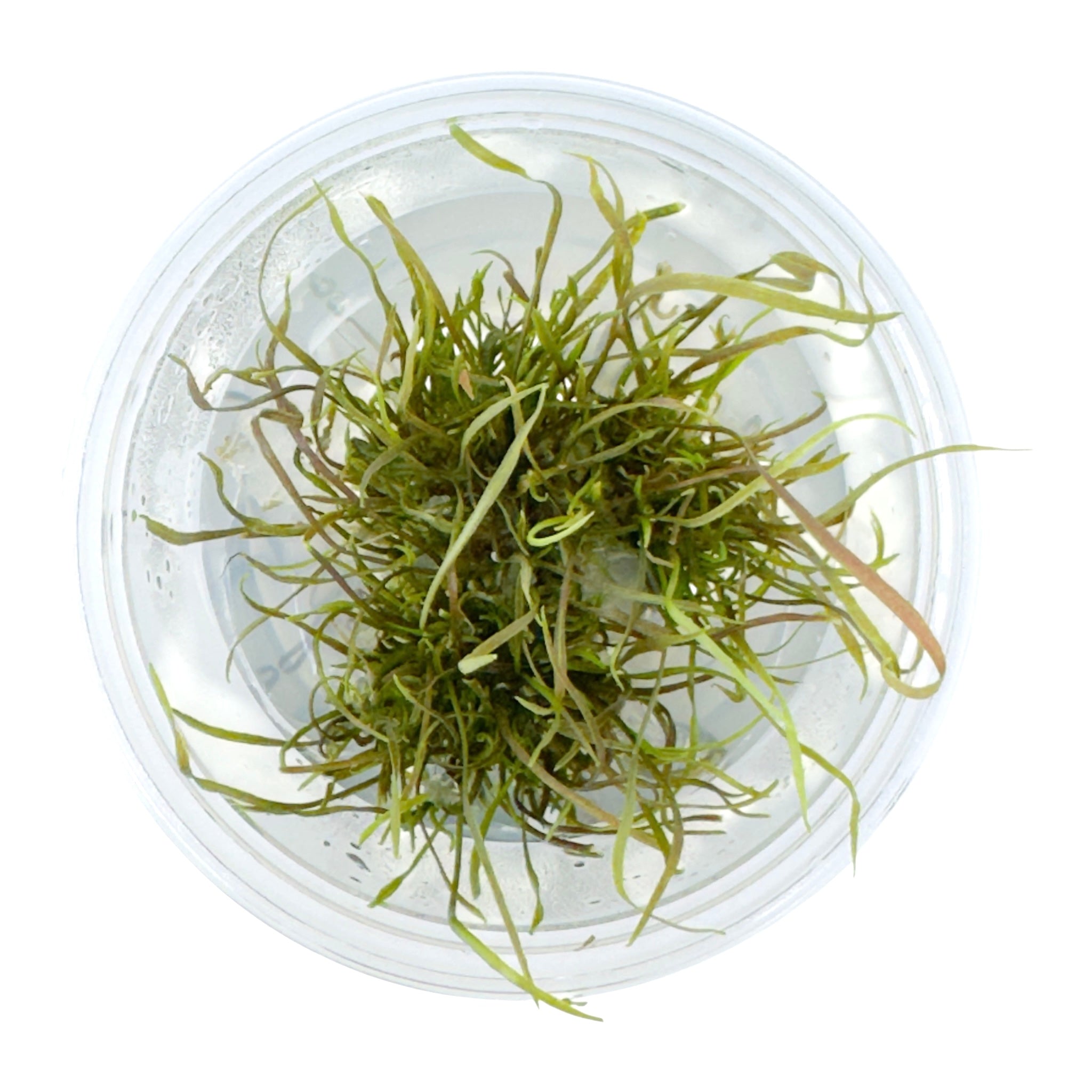 AFA tissue culture-Cryptocoryne tonkinensis – Aqua Forest Aquarium