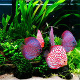 Twinstar LED Light E-Line V with LightControl Pro - Adjustable leg