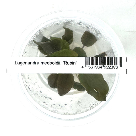 IC229 Tissue culture plant - Lagenandra meeboldii 'Rubin'