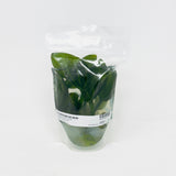 IP329 ADA Tissue Culture - Echinodorus opacus 'saona carlos' type A  (Pouch)