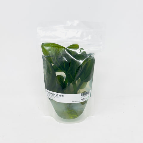 IP329 ADA Tissue Culture - Echinodorus opacus 'saona carlos' type