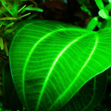 IP329 ADA Tissue Culture - Echinodorus opacus 'saona carlos' type A  (Pouch)