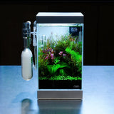 IP329 ADA Tissue Culture - Echinodorus opacus 'saona carlos' type A  (Pouch)