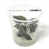 IC229 Tissue culture plant - Lagenandra meeboldii 'Rubin'