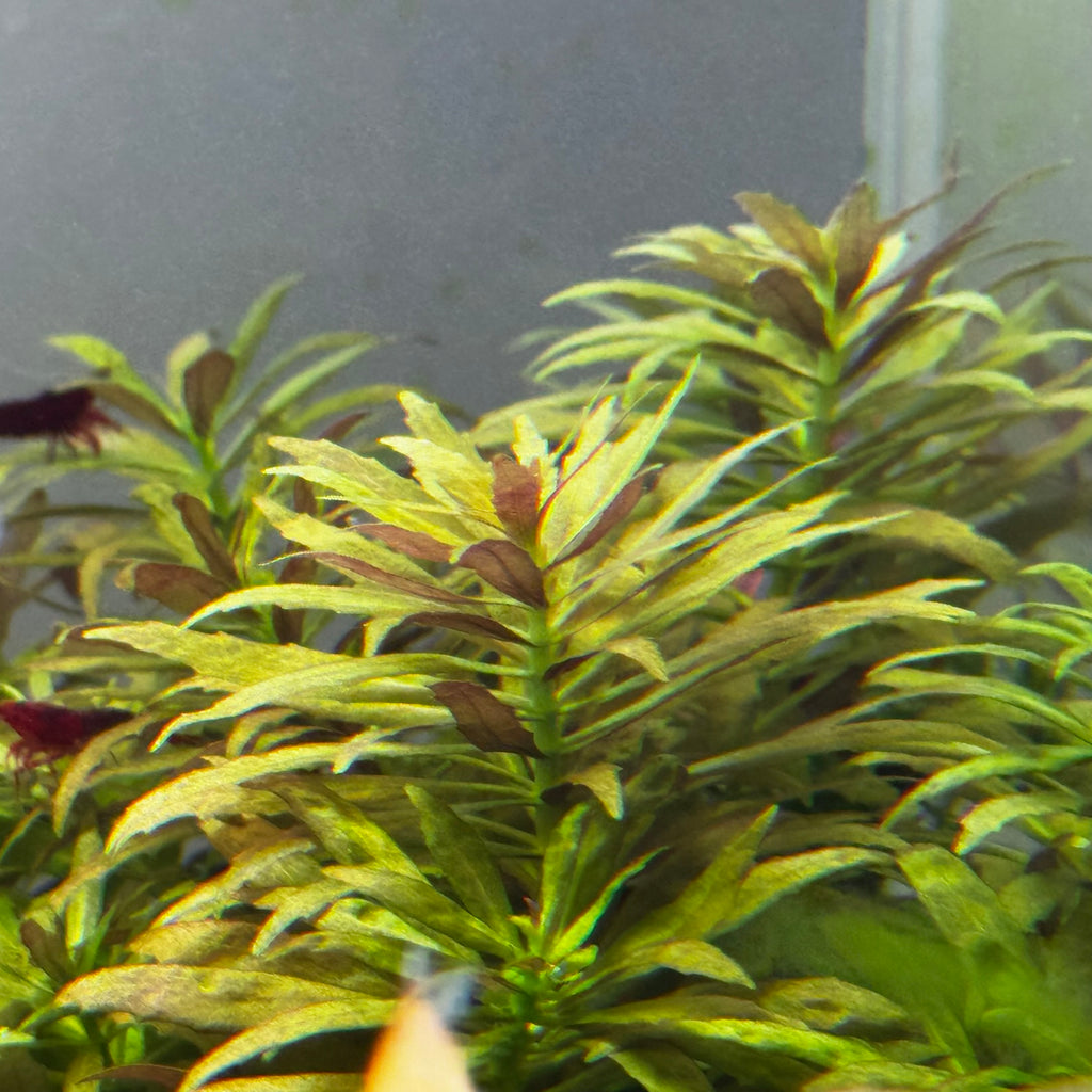 IC481 Tissue Culture  - Limnophila aromatica mini