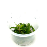 IC366 ADA Tissue Culture Plant - Staurogyne porto velho 'Manaus'