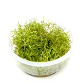 Rotala mexicana Goais