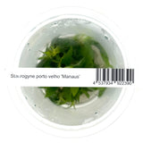 IC366 ADA Tissue Culture Plant - Staurogyne porto velho 'Manaus'