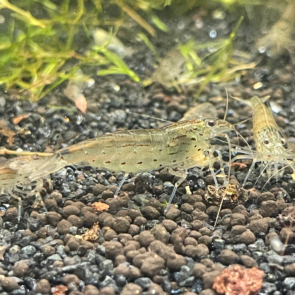 Amano Shrimp (Caridina multidentata) – Aqua Forest Aquarium