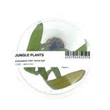 LC331 ADA Jungle plants-Echinodorus rubin 'narrow leaf'  (Jungle plants cup)