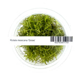 Rotala mexicana 'Goais'