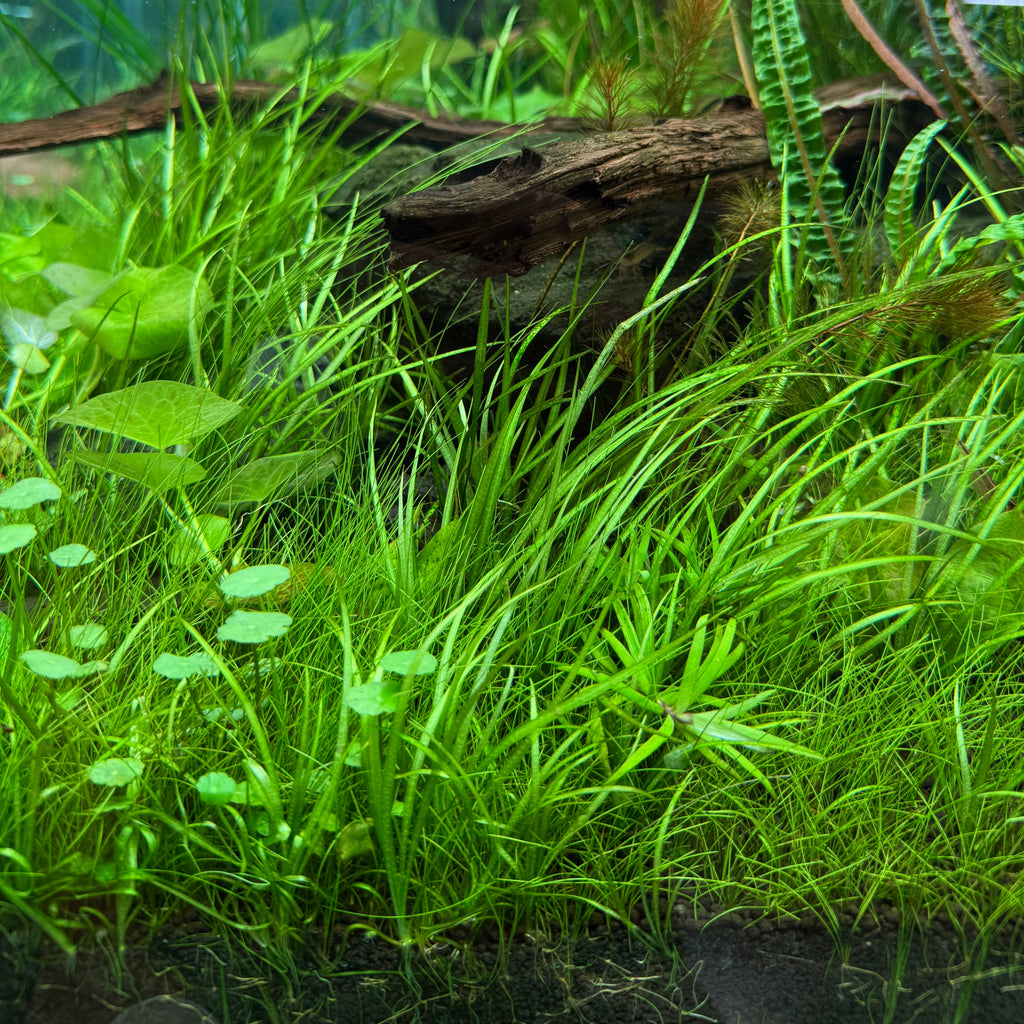Helanthium tenellum 'Madeira' with a piece of driftwood in an aquarium setting
