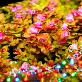 Twinstar LED Light E-Line V with LightControl Pro - Adjustable leg