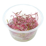 AFA Hygrophila araguaia Chai tissue culture cup