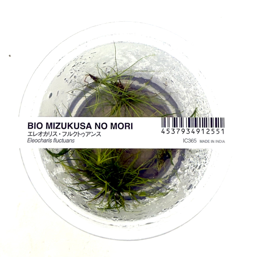 Product packaging of Eleocharis fluctuans aquatic plant and a label on a white background