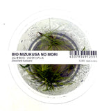 Product packaging of Eleocharis fluctuans aquatic plant and a label on a white background