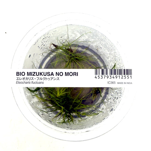 Product packaging of Eleocharis fluctuans aquatic plant and a label on a white background