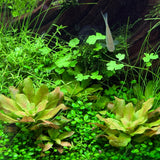 Ludwigia sphaerocarpa