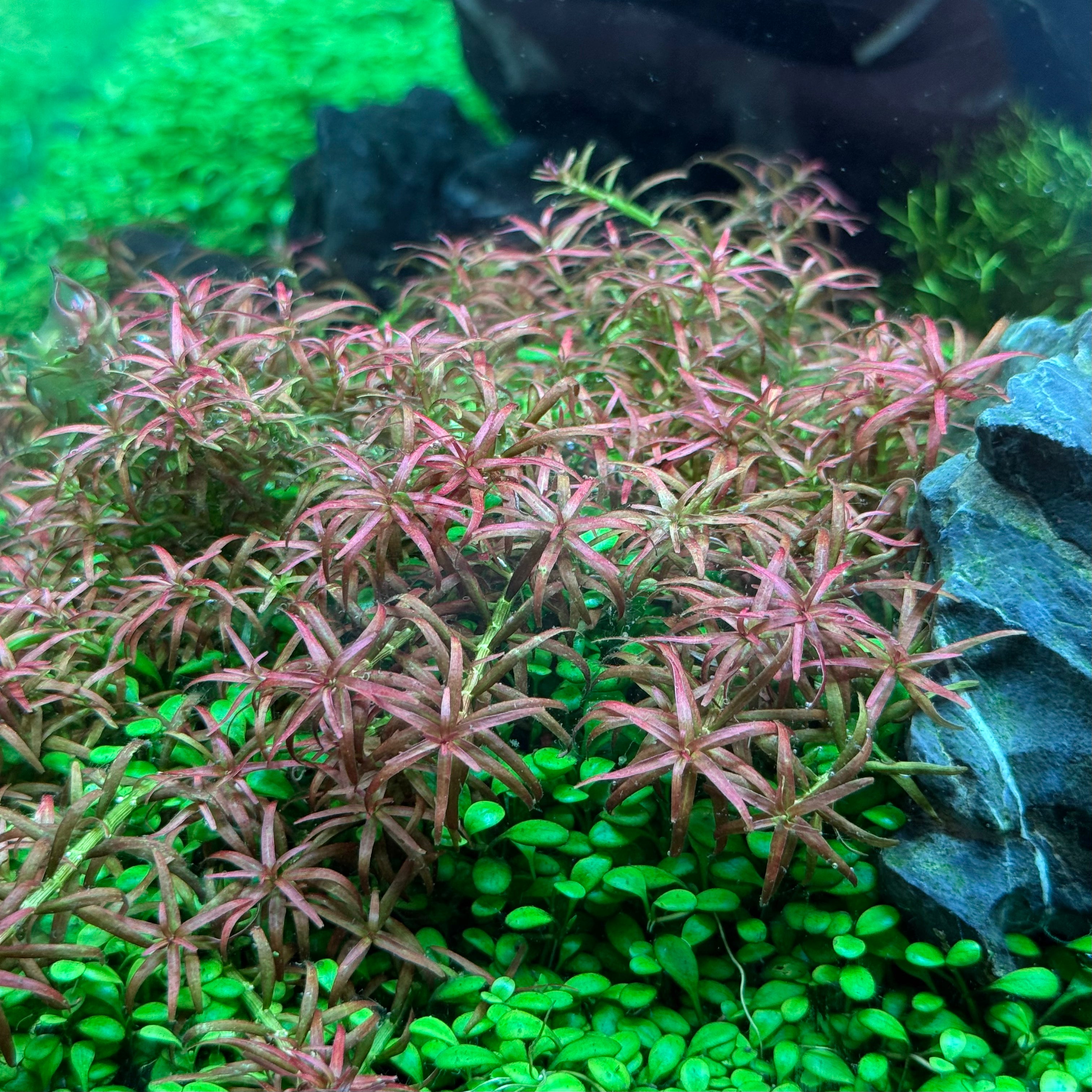 Rotala mexicana 'Goias'
