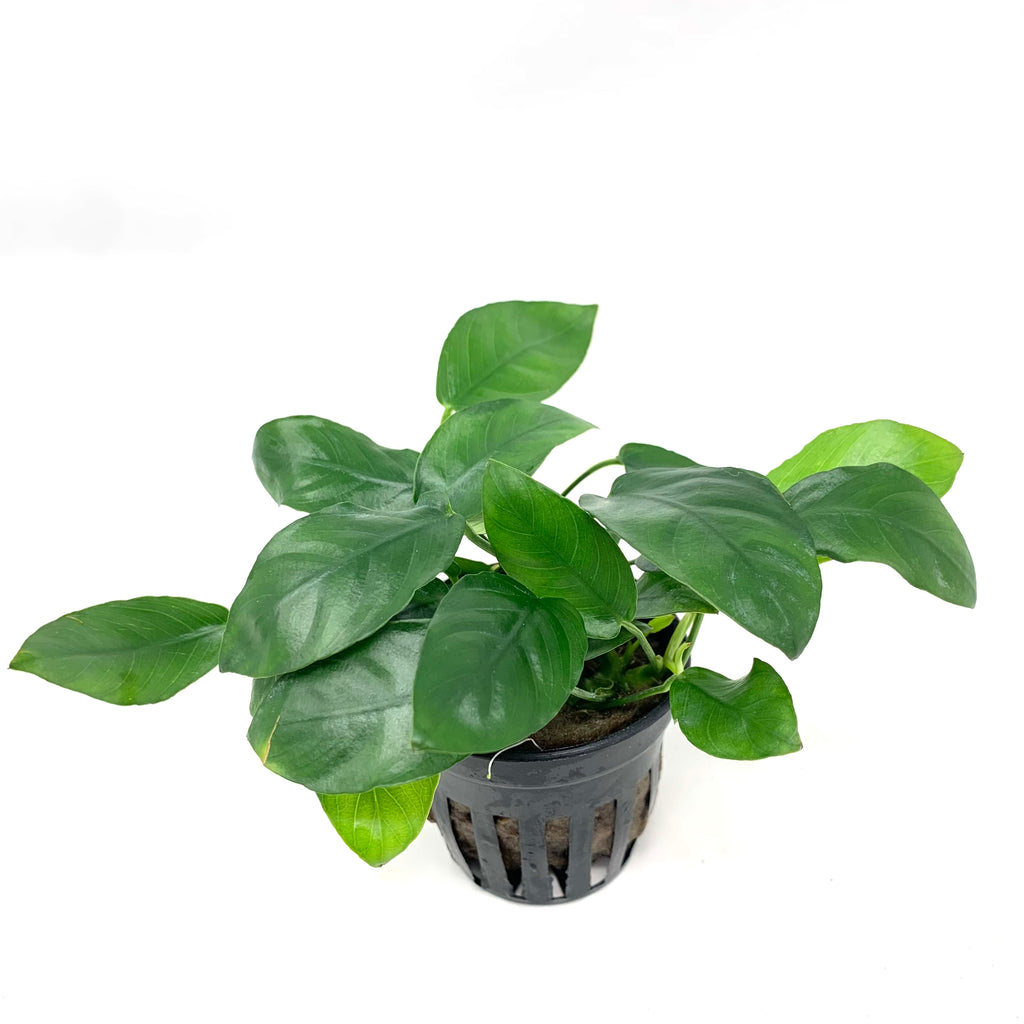 Anubias barter var nana paxing