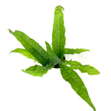 Java Fern Latifolia (Microsorum pteropus latifolia) (potted)