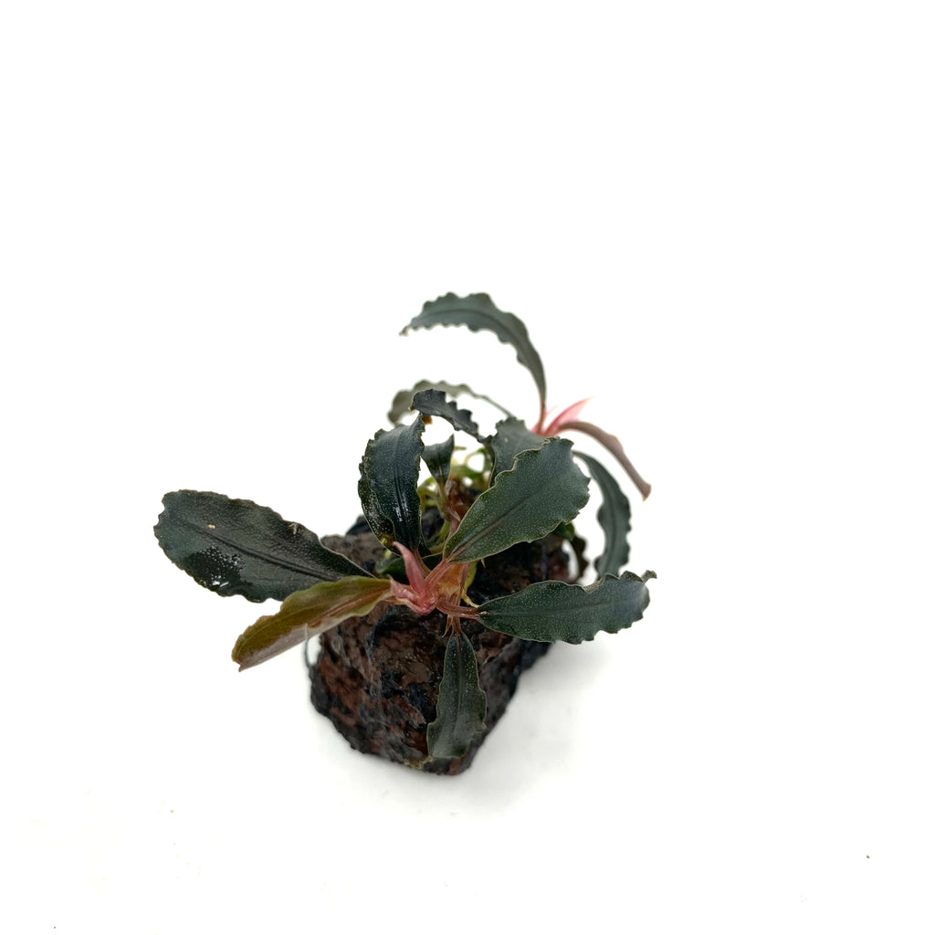 Bucephalandra godzilla on lava stone