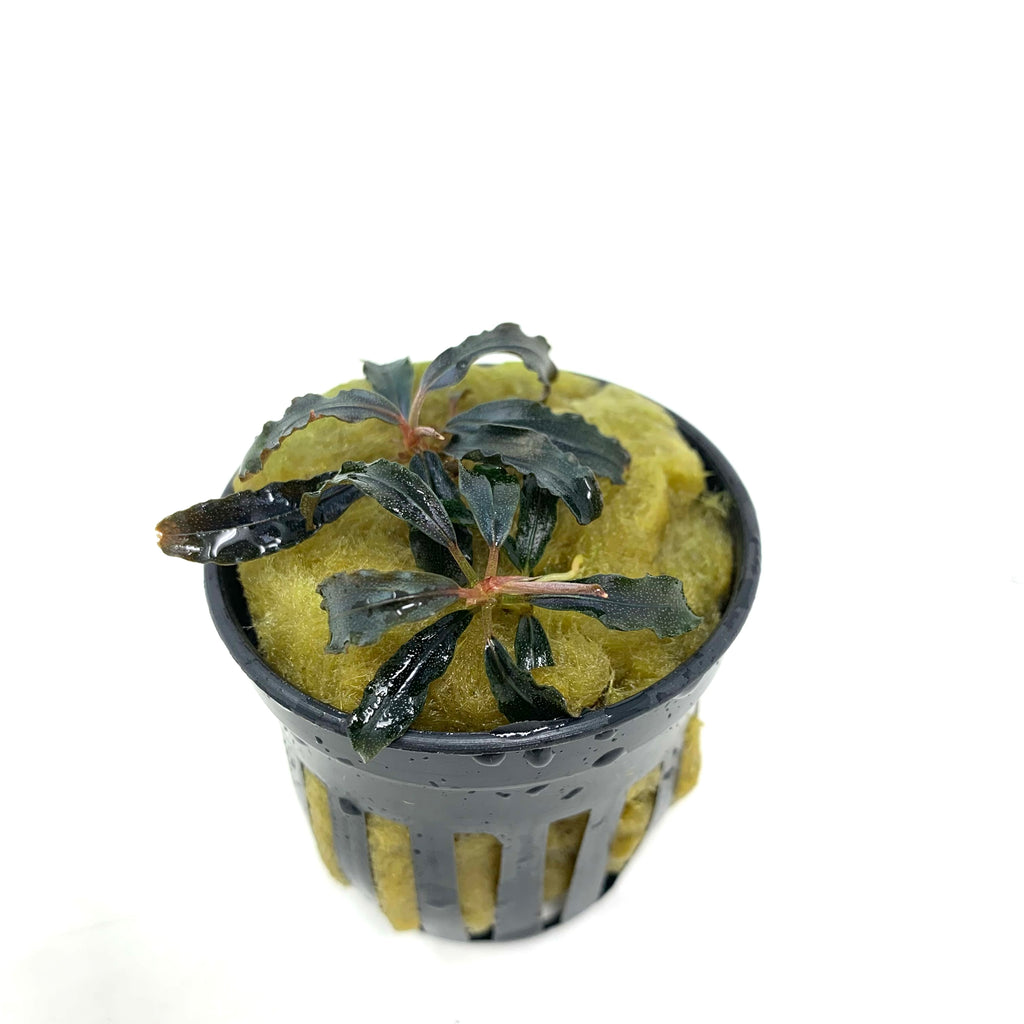 Bucephalandra godzilla kedagang red