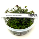 IC481 Tissue Culture  - Limnophila aromatica mini