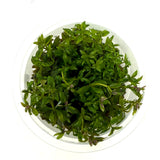 IC481 Tissue Culture  - Limnophila aromatica mini