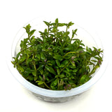 IC481 Tissue Culture  - Limnophila aromatica mini