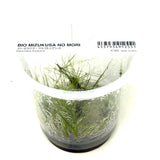 IC365 Tissue Culture  - Eleocharis fluctuans