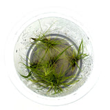 IC365 Tissue Culture  - Eleocharis fluctuans