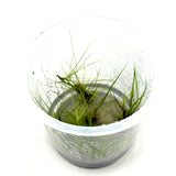 IC365 Tissue Culture  - Eleocharis fluctuans