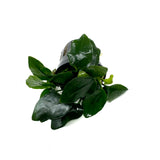 Anubias barteri var nana 'fatty/thick leaf' (potted)