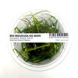 IC352 Tissue Culture  - Helenthium tenellum 'Madeira'