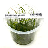 IC352 Tissue Culture  - Helenthium tenellum 'Madeira'