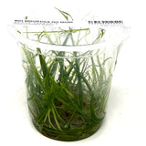 IC352 Tissue Culture  - Helenthium tenellum 'Madeira'