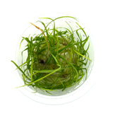 IC352 Tissue Culture  - Helenthium tenellum 'Madeira'