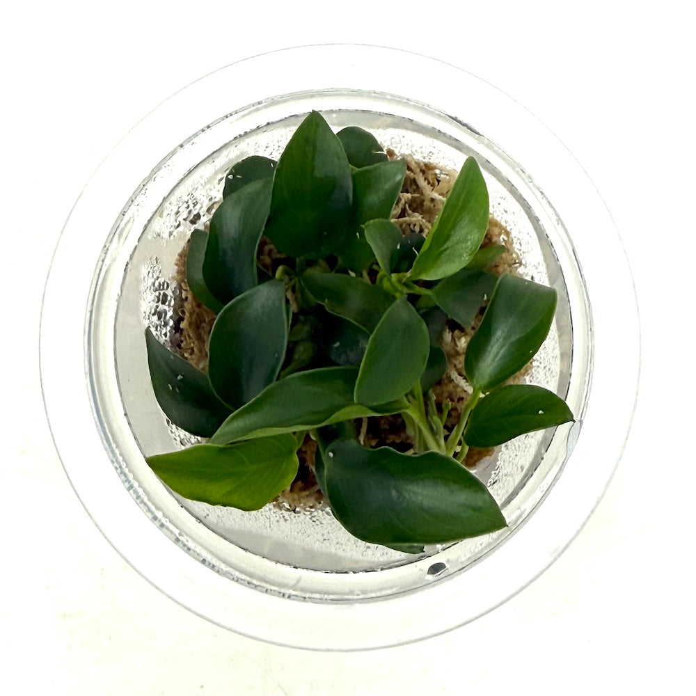MK055 Jungle plants Anubias barteri var. nana 'Petite' (jungle plant MK cup)