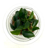 MK055 Jungle plants Anubias barteri var. nana 'Petite' (jungle plant MK cup)