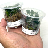 MK055 Jungle plants Anubias barteri var. nana 'Petite' (jungle plant MK cup)