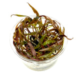 Tissue Culture  - Cryptocoryne nurii (cup size: small)