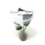 LC225 Jungle plants Lagenandra meeboldii 'Vinay Chandra' (jungle plant cup)